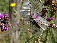 Papillon, Le Gaze - Aporia crataegi (ph. Mrugala F., Chamelet, 2018-06)(4)